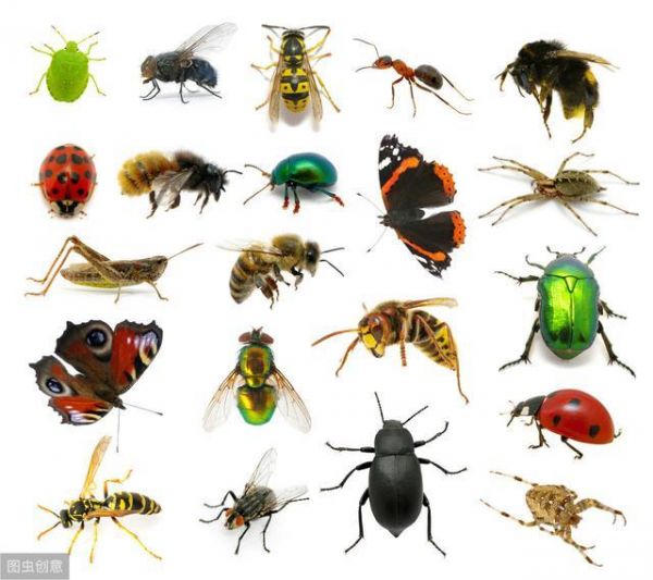 我们真的需要食用昆虫吗?科学家对人体健康和环境的一些看法