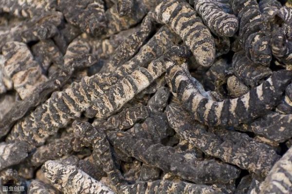 我们真的需要食用昆虫吗?科学家对人体健康和环境的一些看法