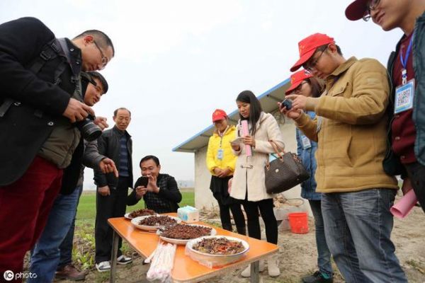 我们真的需要食用昆虫吗?科学家对人体健康和环境的一些看法