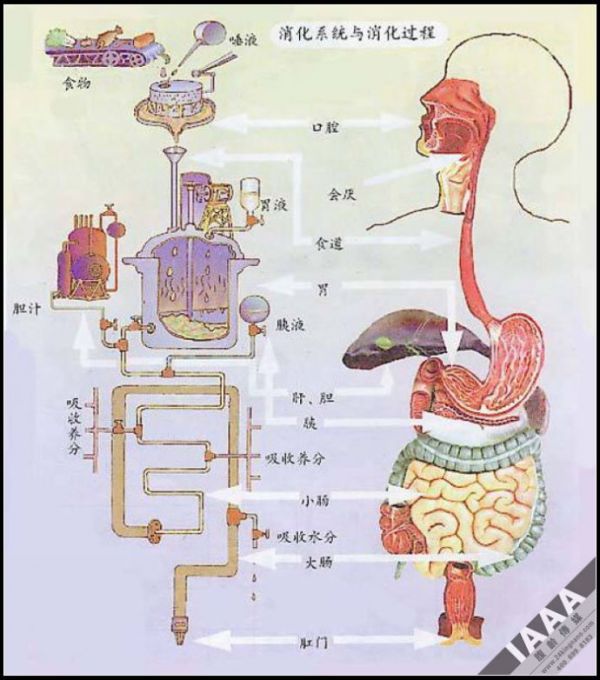 健康的第一道防線鈥斺敵γ齠ǔっ