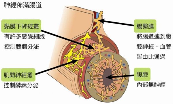 健康的第一道防線鈥斺敵γ齠ǔっ
