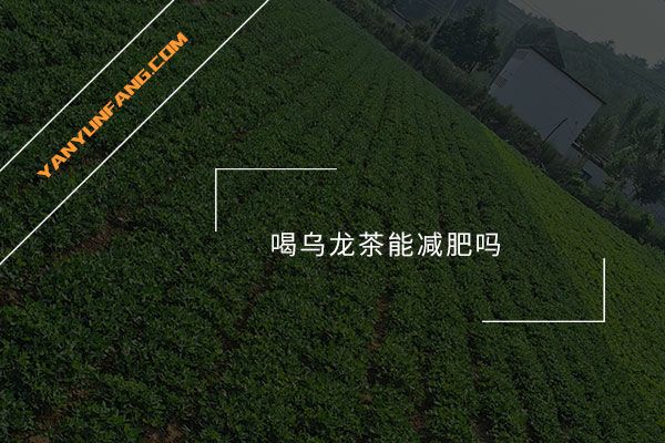 喝烏龍茶能減肥嗎？
