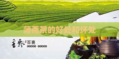 薄荷茶的好處和壞處