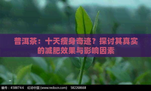 普洱茶：十天瘦身奇跡？探討其真實(shí)的減肥效果與影響因素