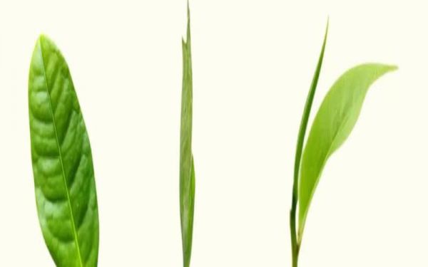 長期喝茶葉能減肥嗎,綠茶減肥法3天瘦十斤