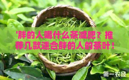 '胖的人喝什么茶減肥？推薦幾款適合胖的人的茶葉！'