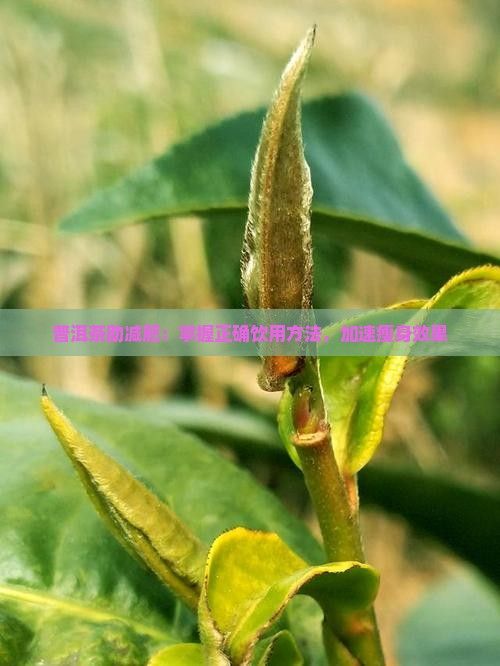 普洱茶助減肥：掌握正確飲用方法，加速瘦身效果