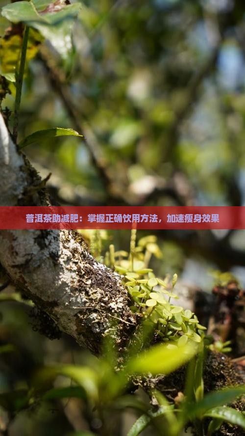 普洱茶助減肥：掌握正確飲用方法，加速瘦身效果