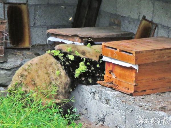 大熊貓偷吃蜂蜜。