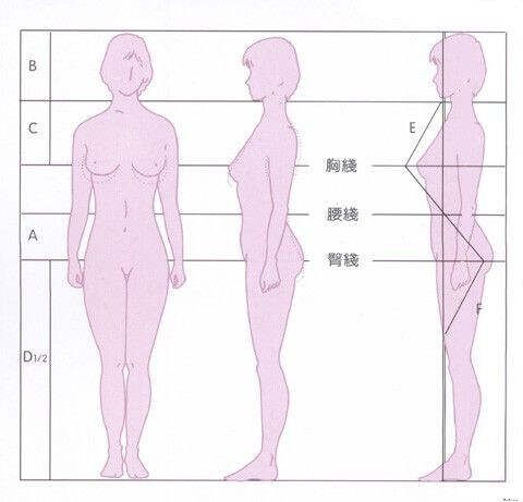 女性標(biāo)準(zhǔn)身材比例對(duì)照表大公開(kāi) - 酒鬼鼠 - 酒鬼鼠