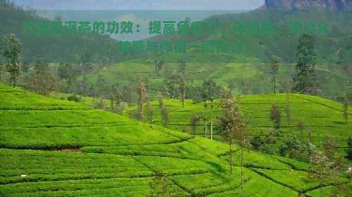 竹筒普洱茶的功效：提高免疫力、降血脂、助消化，禁忌與作用一同探討。