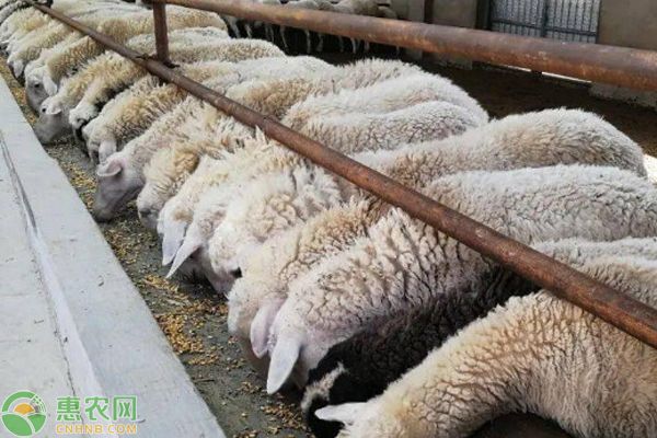 羊的常用驅(qū)蟲藥物及驅(qū)蟲方法-圖片版權(quán)歸惠農(nóng)網(wǎng)所有