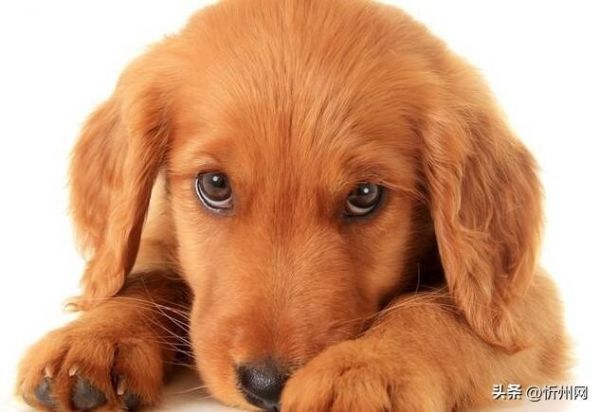 8 種市面常見(jiàn)犬類(lèi)驅(qū)蟲(chóng)藥，對(duì)抗 10 多種狗狗寄生蟲(chóng)，驅(qū)蟲(chóng)效果大盤(pán)點(diǎn)