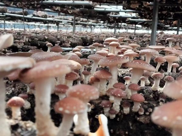 食用菌種植基地一角。南華縣融媒體中心供圖