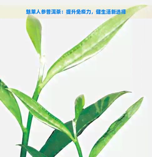 魅萊人參普洱茶：提升免疫力，健生活新選擇