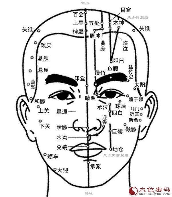 人體面部穴位圖
