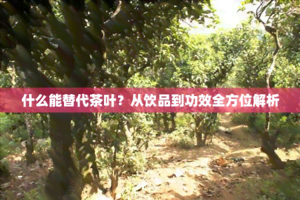 什么能替代茶葉？從飲品到功效全方位解析