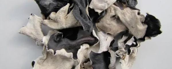如何正確挑選白背木耳，可以用手捏或者用水泡等