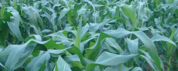君育686玉米種子特點(diǎn)，5月中上旬播種