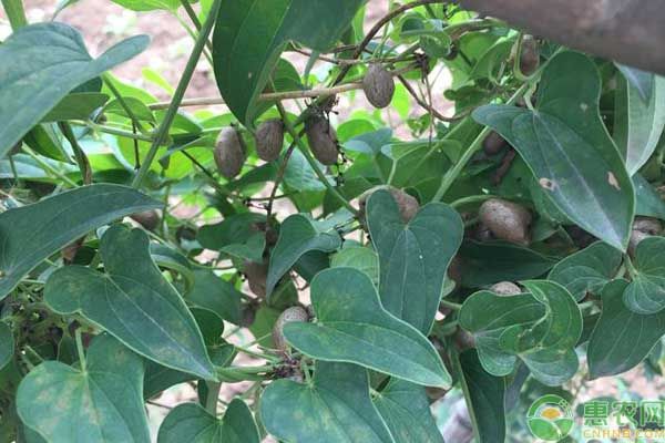 山藥豆可以用來種植麻山藥嗎？（附技術(shù)方法）-圖片版權(quán)歸惠農(nóng)網(wǎng)所有