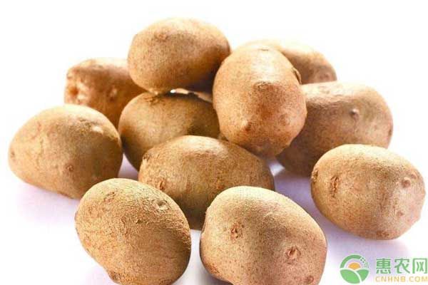 山藥豆可以用來種植麻山藥嗎？（附技術(shù)方法）-圖片版權(quán)歸惠農(nóng)網(wǎng)所有