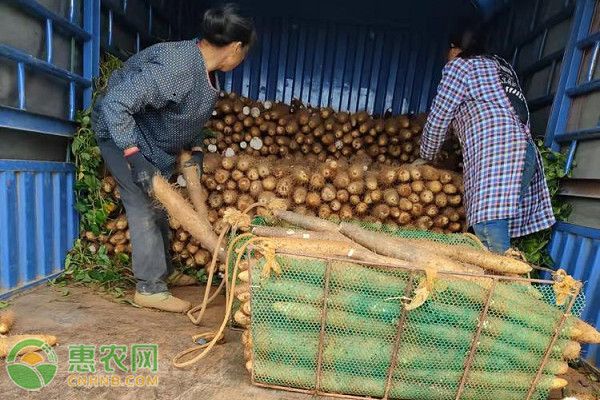 山藥是幾月份種植的？怎么種植？-圖片版權(quán)歸惠農(nóng)網(wǎng)所有