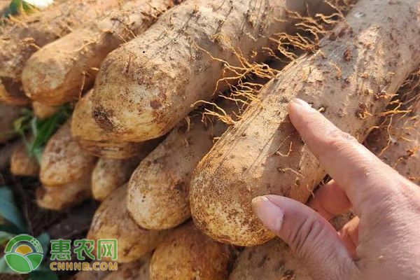 山藥是幾月份種植的？怎么種植？-圖片版權(quán)歸惠農(nóng)網(wǎng)所有