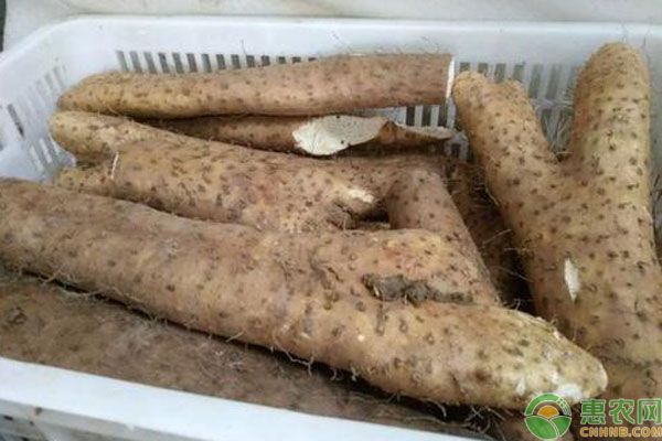 山药品种大全
