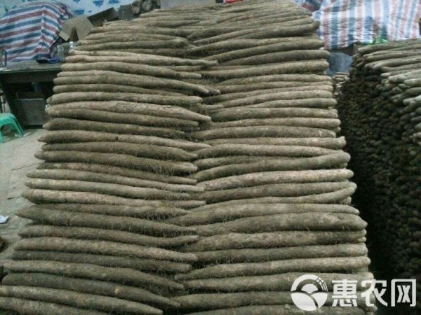 麻山藥 基地直供，價格合理，質(zhì)量好，沙地貨