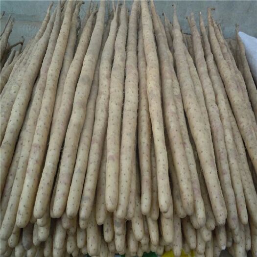 麻山藥 基地直供，價格合理，質(zhì)量好，上貨快