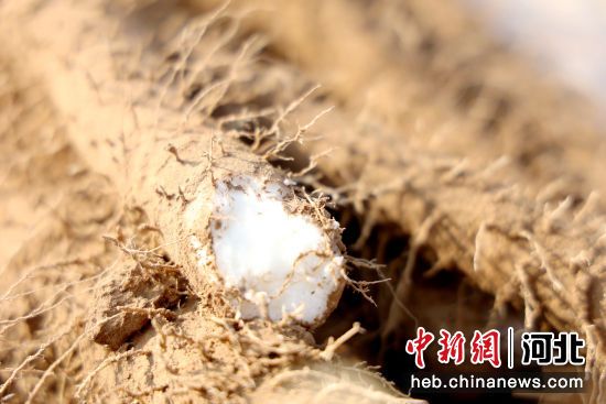 新挖掘出来的麻山药。 崔贤飞 摄