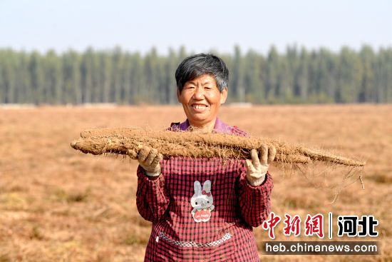 村民展示新挖掘出来的麻山药。 崔贤飞 摄