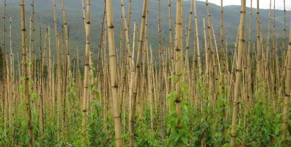麻山藥種植技術(shù)與管理方法（優(yōu)質(zhì)種苗選育是關(guān)鍵）