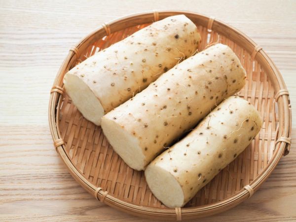 麻山藥根腐病防治的科學(xué)路徑
