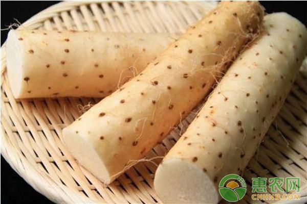 山藥如何種植才能實(shí)現(xiàn)高產(chǎn)？山藥高產(chǎn)種植管理技術(shù)要點(diǎn)-圖片版權(quán)歸惠農(nóng)網(wǎng)所有