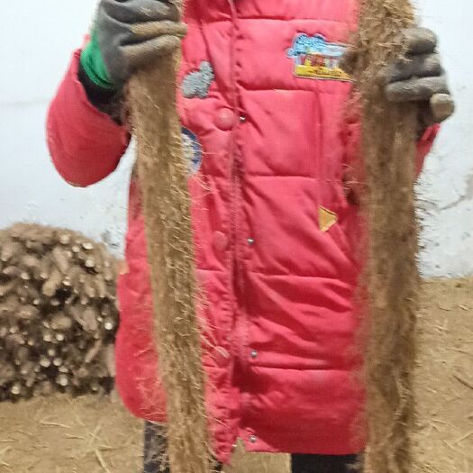 麻山藥 50~70cm