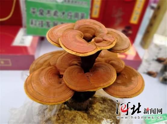 第三屆京津冀“藥發(fā)大會(huì)”開幕 河北道地中藥材悉數(shù)亮相