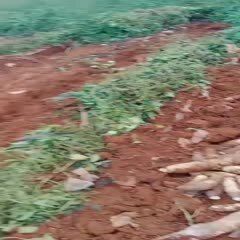 灵芝山药