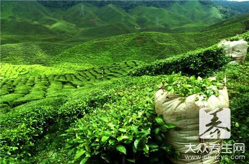 荷葉綠茶的功效與作用