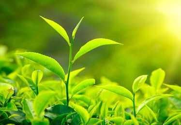 綠茶荷葉一起泡真的可以減肥嗎?