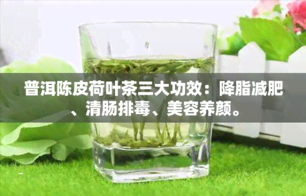 普洱陳皮荷葉茶三大功效：降脂減肥、清腸排毒、美容養(yǎng)顏。
