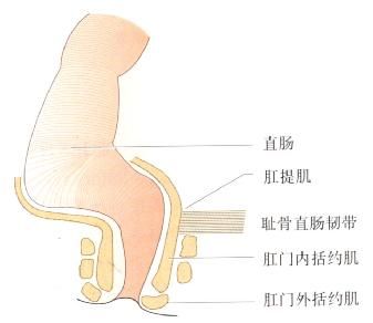 肛門直腸的解剖。
