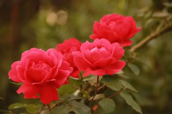 [转载]养生健康食疗【经典收藏】