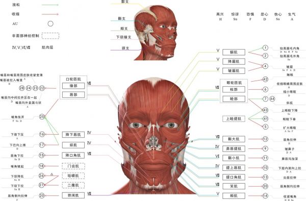 肌肉对应图