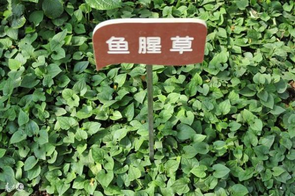 魚腥草泡水的禁忌你知道嗎