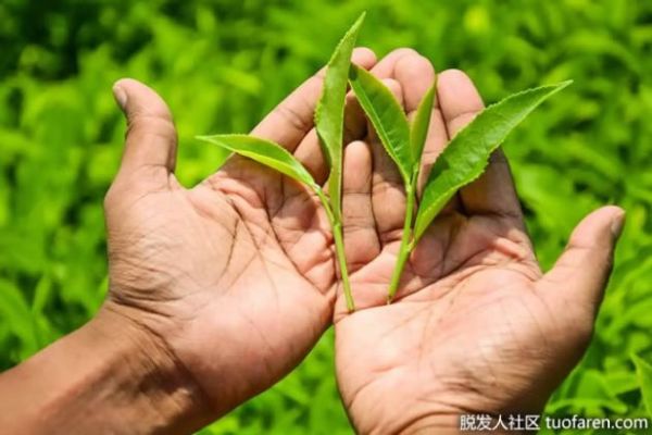 【圖】為什么綠茶對你的新陳代謝有好處