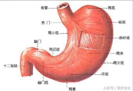 营养学知识三分钟:食物消化吸收
