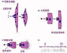 营养学知识三分钟:食物消化吸收