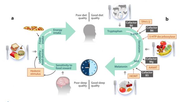 膳食与睡眠的关联研究(图2)