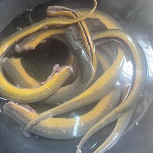 蒜子燜鱔段，蒜子燒黃鱔，下酒非常棒的做法 步驟1